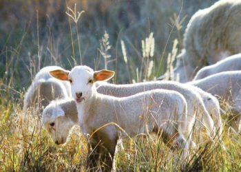 Intensiewe lamstelsels lok al meer belangstelling