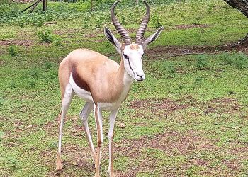Wildboerdery: Vereistes vir die regte weidingsbestuur