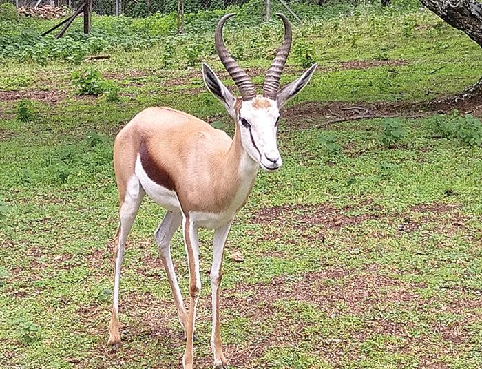 Wildboerdery: Vereistes vir die regte weidingsbestuur