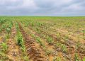 Optimise fertiliser use with soil nutrients