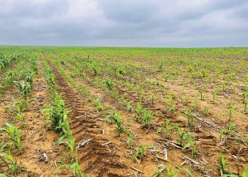 Optimise fertiliser use with soil nutrients
