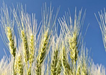 May/June 2026: Agricultural economic report