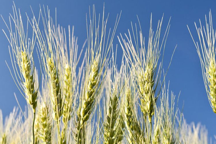 May/June 2026: Agricultural economic report