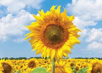 July/August 2026: Agricultural economic report