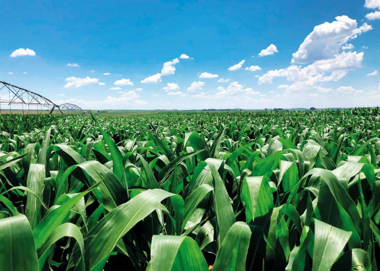 September/October 2026:  Agricultural economic report